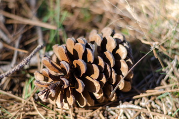 a pine cone on the ground during the summer