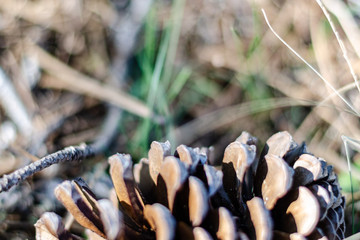 detail of a pine cone