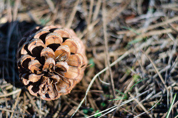 a isolated pine cone