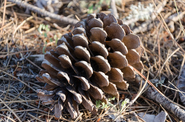 a pine cone on the ground during the autumn