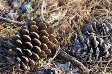some pine cones in the pine forest