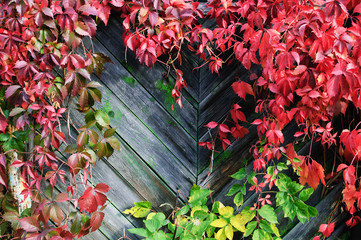 A plant of loach in the fall on a wooden fence.