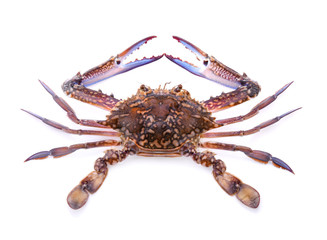 Fresh horse crabs isolated on white background
