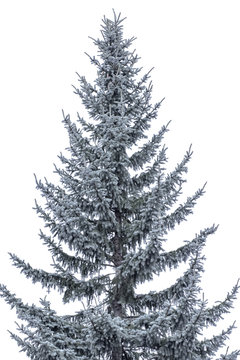 christmast pine and cool winter snow on isolated white