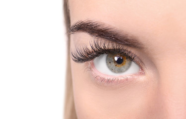 Naklejka premium Female eye with long eyelashes and eyebrow, beauty and vision concept, isolated on white background