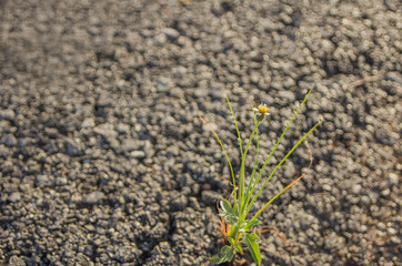 Yellow flowers with a grass that was born in the middle of the asphalt road in thailand