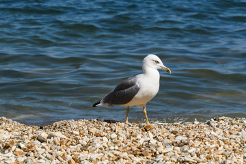 Caspian gull Larus cachinnans on the beach stands in profile