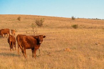 A small herd of grazing cows in the middle of the steppe