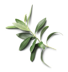 Twig with fresh green olive leaves on white background, top view