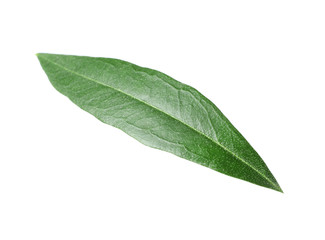 Fototapeta na wymiar Fresh green olive leaf on white background