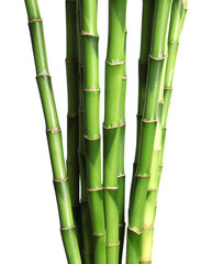 Fototapeta na wymiar Beautiful green bamboo stems on white background