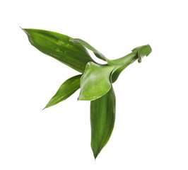 Obraz premium Beautiful green bamboo leaves on white background
