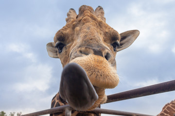 Giraffe lick © Scott