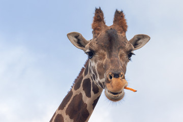 Naklejka premium Giraffe