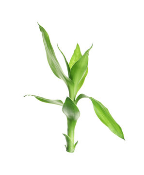 Beautiful green bamboo leaves on white background