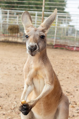 Kangaroo holding apple slice