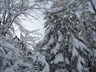 Scene of snowy trees