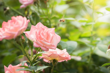 Roses in the garden