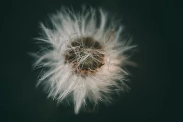 Wandaufkleber Closeup of dandelion © Inolas