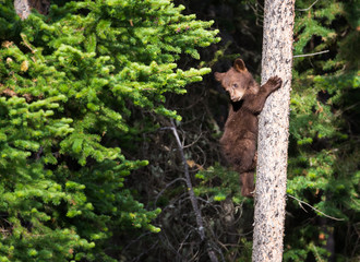 Black bear cub in a tree