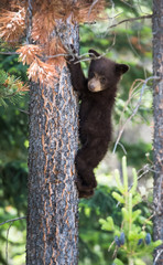 Black bear cub in a tree