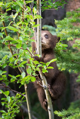 Black bear cub in a tree