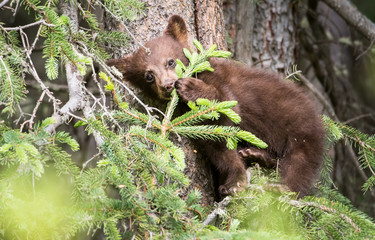 Black bear cub in a tree