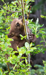 Black bear cub in a tree