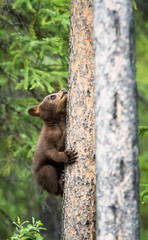 Black bear cub in a tree