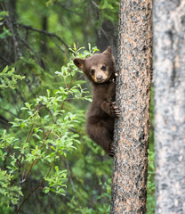 Obraz premium Black bear cub in a tree