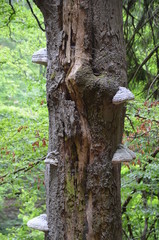 Baumpilze