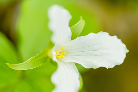 White Trillium Flower