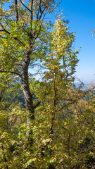 Amazing Autumn landscape Ruen Mountain- northern part of Vlahina Mountain, Kyustendil Region, Bulgaria