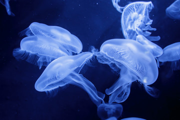 Jellyfishes with illuminated light swimming in aquarium