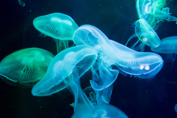 Jellyfishes with illuminated light swimming in aquarium