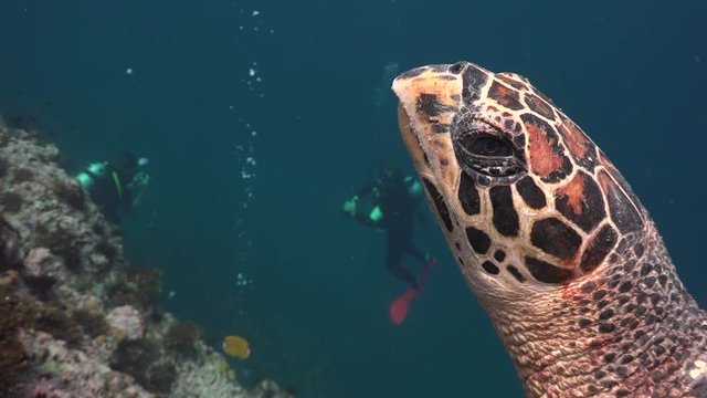 The hawksbill sea turtle (Eretmochelys imbricata ) with divers as background 