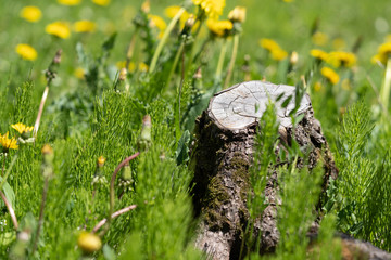 Tree stump in park
