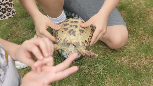 Carry and play with the turtle. She is not afraid to keep it close at hand. The concept of self-study and love of an animal lifestyle.
