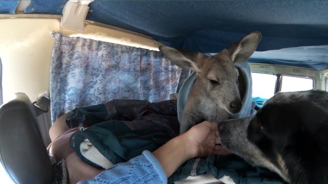 Person pets wallaby in car, close up