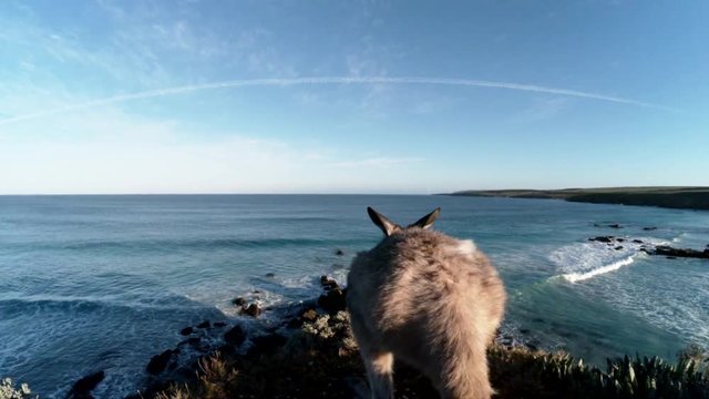 Wallaby on Australian shoreline, POV