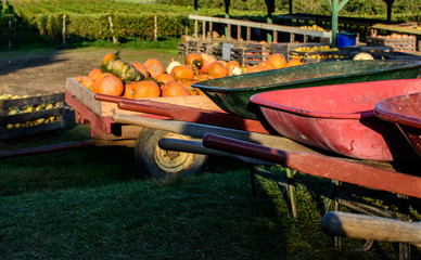 Pumpkin picking at the pumpkin patch for Thanksgiving and Halloween outdoor activity autumn harvest and agriculture