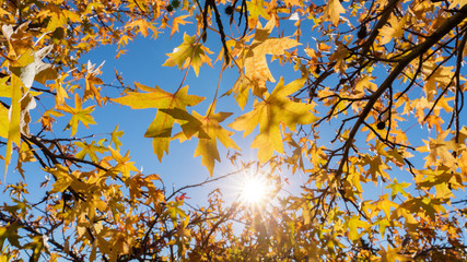 yellow maple leaf in Autumn view 