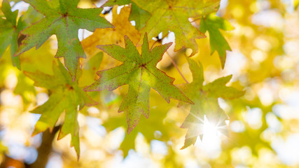 yellow maple leaf in Autumn view 
