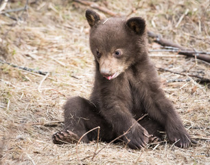 Black bear cub