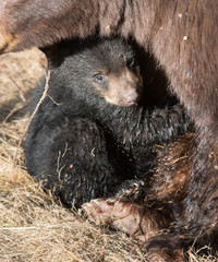 Black bear cub © Jillian