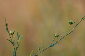 flax plant in its seed form