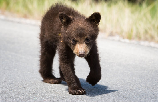 Black Bear Cub