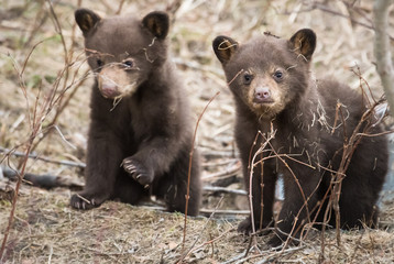 Black bear cub