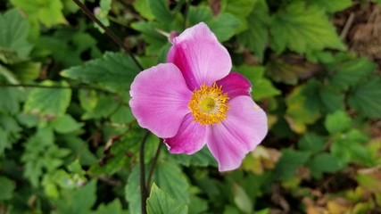 pink purple flower