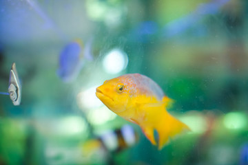 beautiful bright tropical fishes in aquarium for sale on fish market